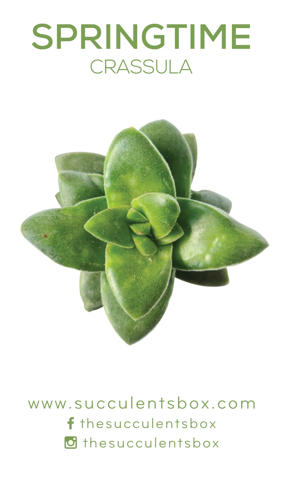 Crassula Succulent ID Cards