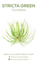 Air Plant ID Cards