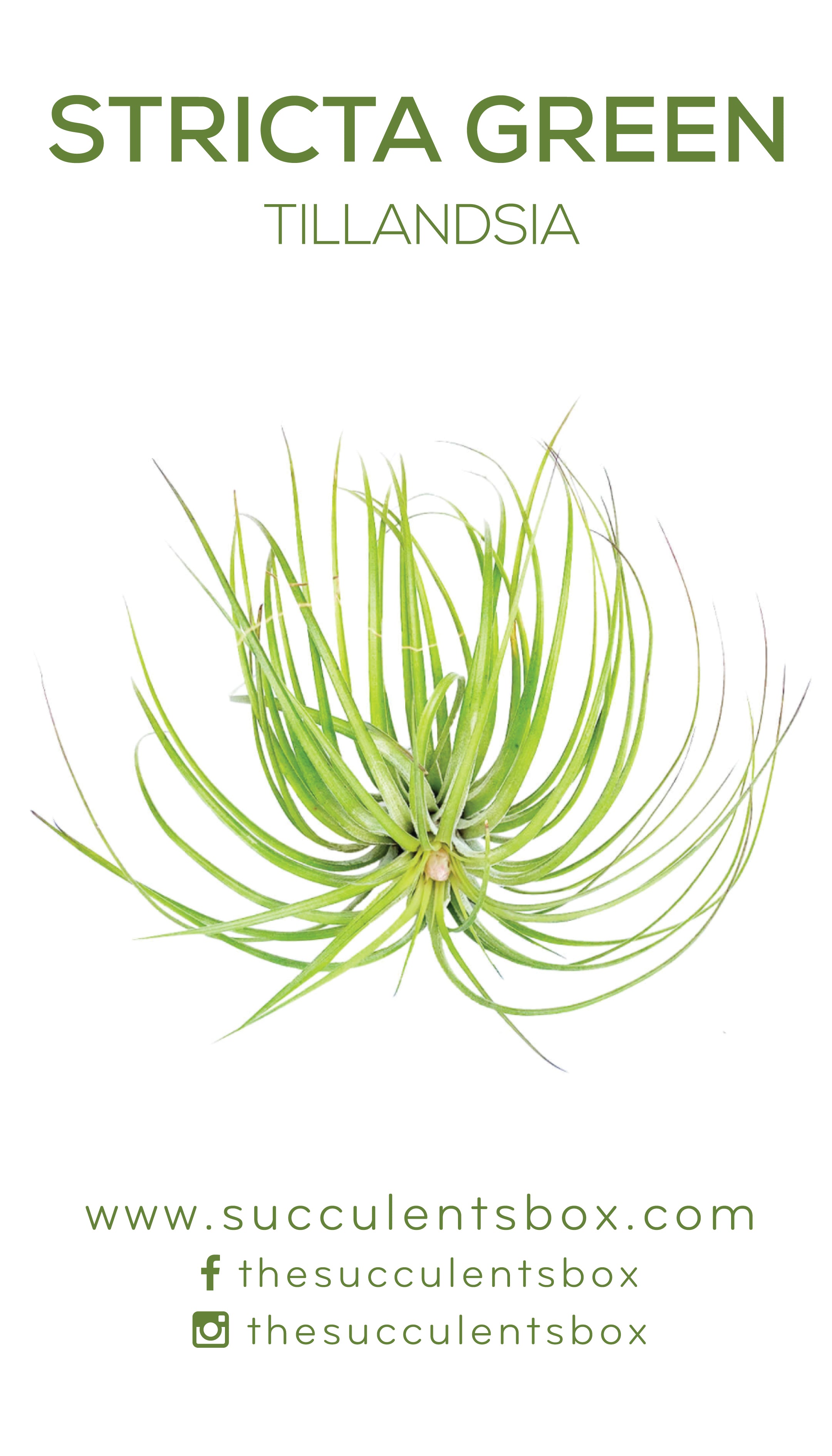 air plant care card Know Your Air Plants: Identification Cards