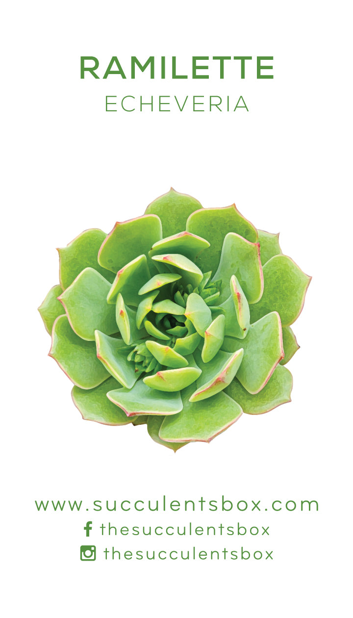 Echeveria Succulent ID Cards