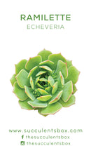 Echeveria Succulent ID Cards