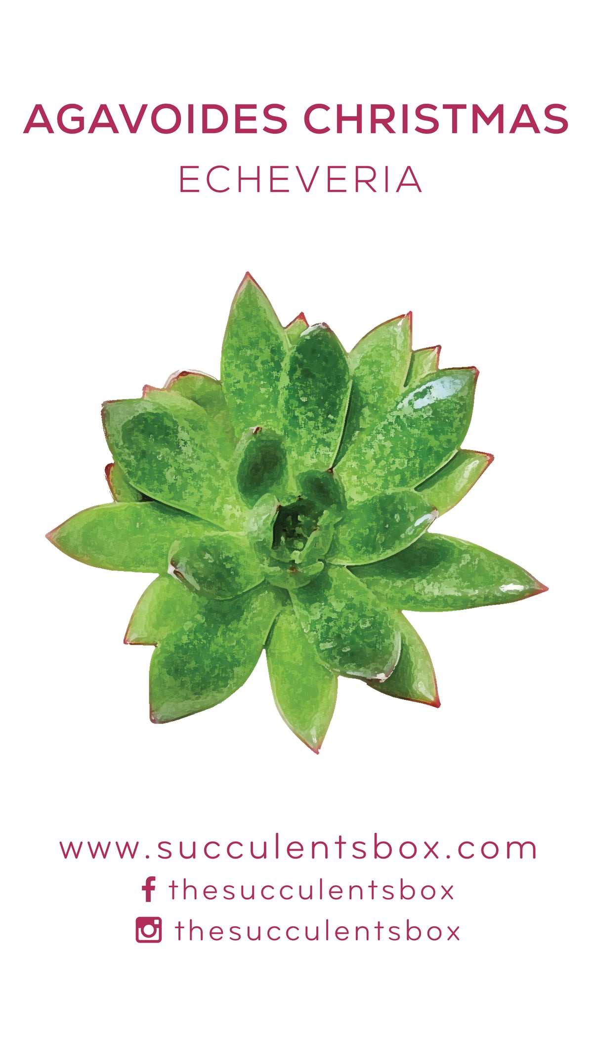 Echeveria Succulent ID Cards