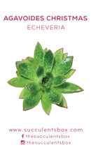 Echeveria Succulent ID Cards