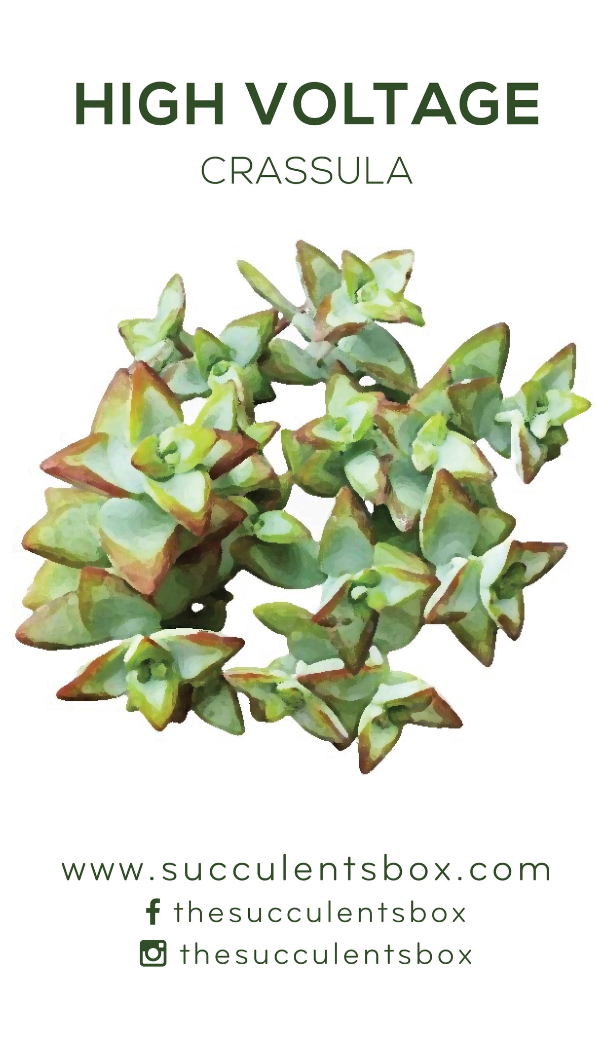Crassula Succulent ID Cards