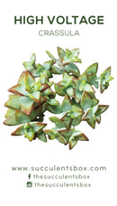 Crassula Succulent ID Cards