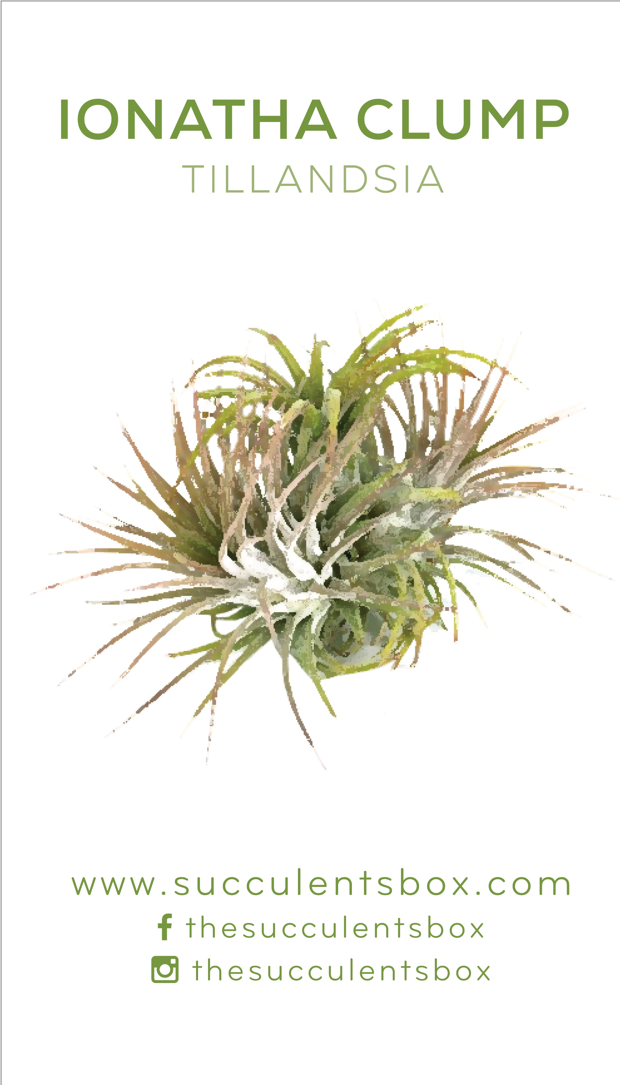 air plant identification guide Know Your Air Plants: Identification Cards
