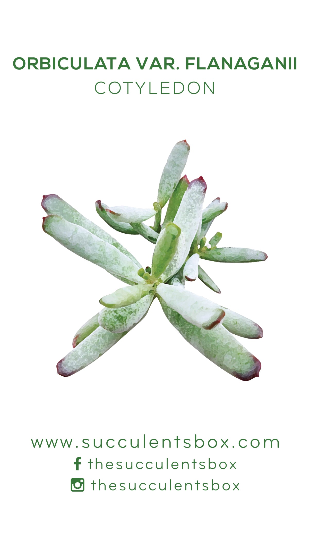 Cotyledon Succulent ID Cards