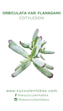 Succulent ID Cards for sale, Airplant ID Cards for sale, Succulent Care Cards, ID Cards for Specific Succulents, Identifying Types of Succulents, Types of Succulent Plants, How to identify Types of succulents, Succulents Gift Ideas, How to care for Types of Succulents, crassula, crassula plant, crassula succulent, crassula types, crassula varieties, types of crassula, crassula species, crassulas, succulent crassula