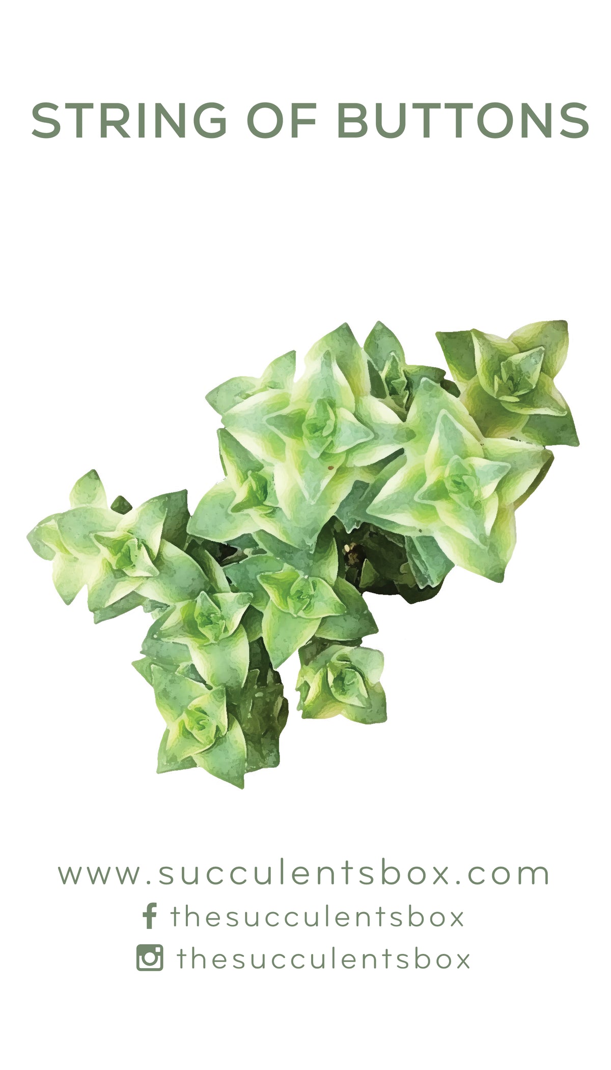 Crassula Succulent ID Cards