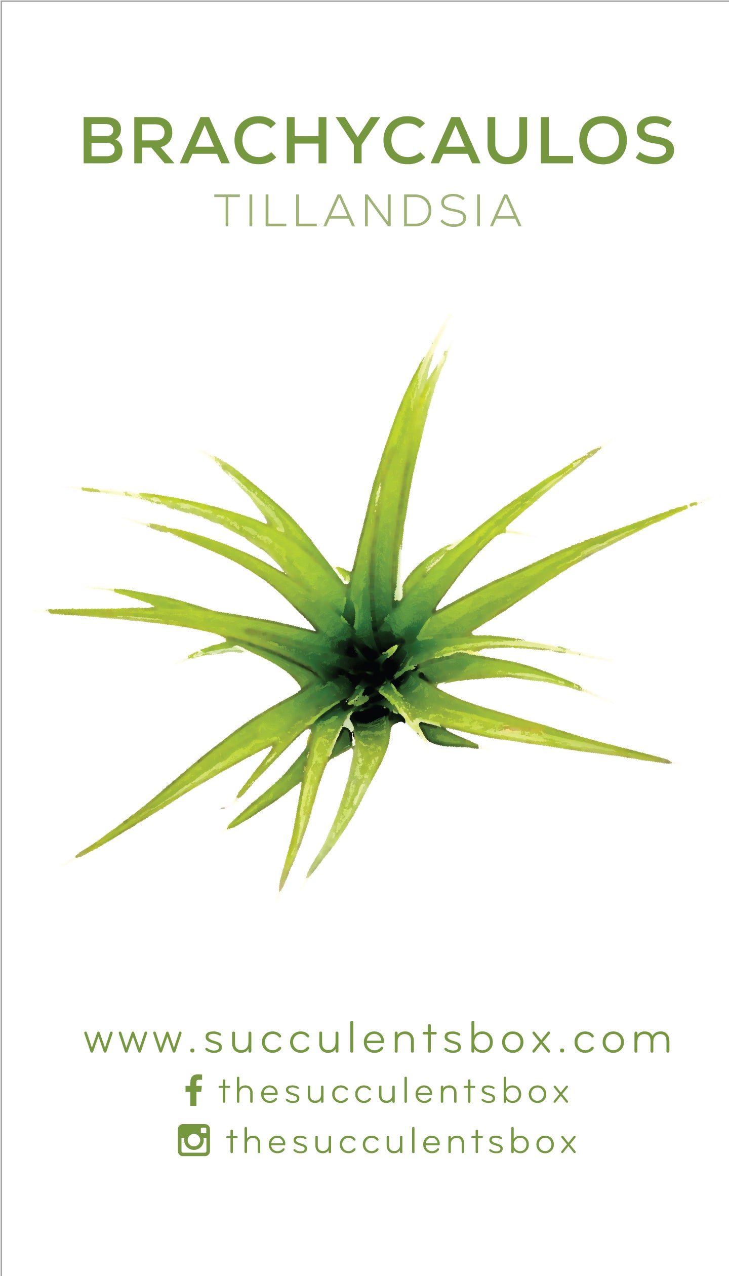 air plant care card Know Your Air Plants: Identification Cards