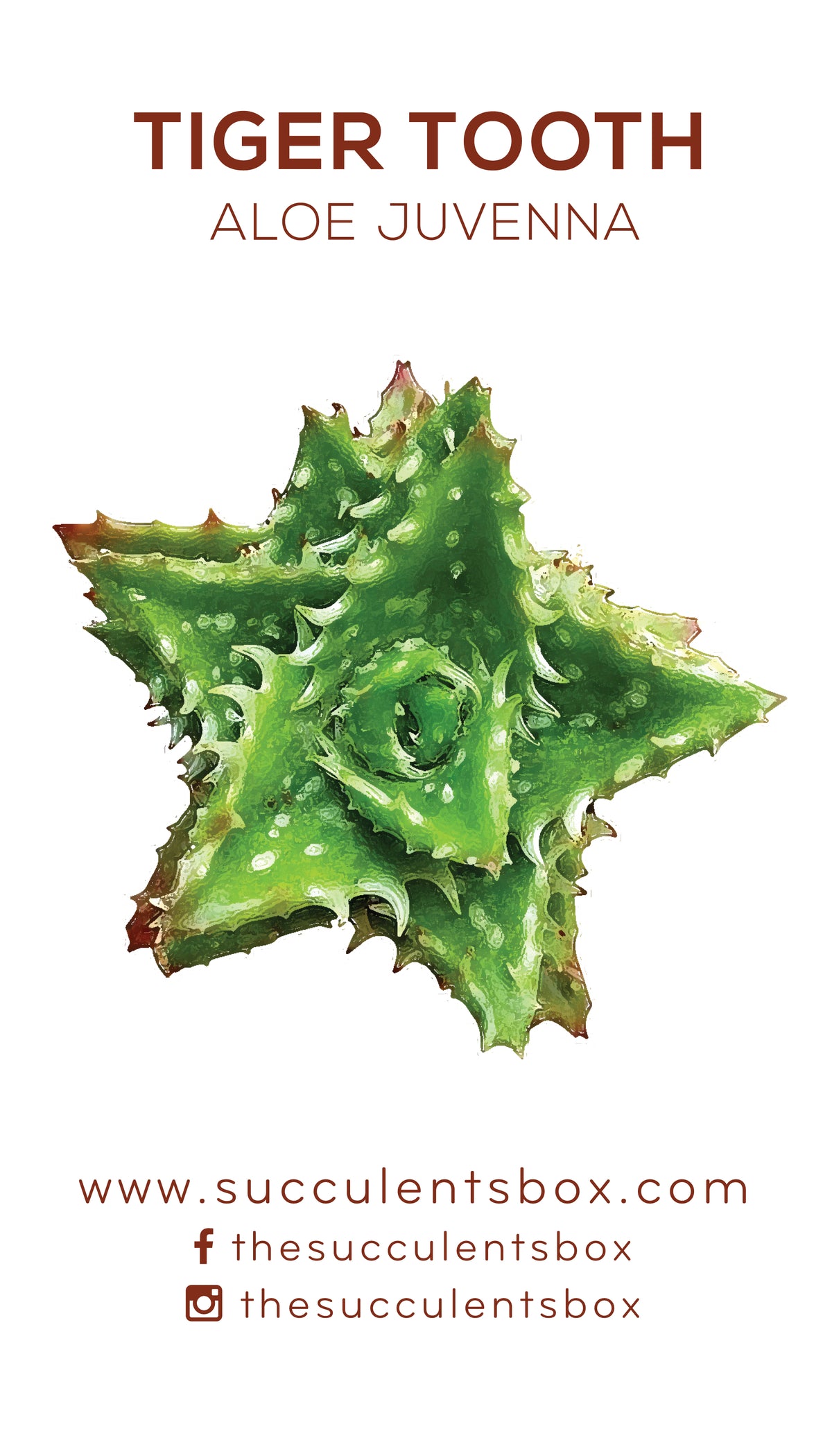 Aloe Succulent ID Cards