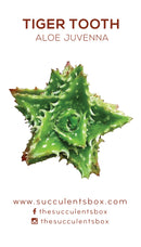 Succulent ID Cards for sale, Airplant ID Cards for sale, Succulent Care Cards, ID Cards for Specific Succulents, Identifying Types of Succulents, Types of Succulent Plants, How to identify Types of succulents, Succulents Gift Ideas, How to care for Types of Succulents, crassula, crassula plant, crassula succulent, crassula types, crassula varieties, types of crassula, crassula species, crassulas, succulent crassula