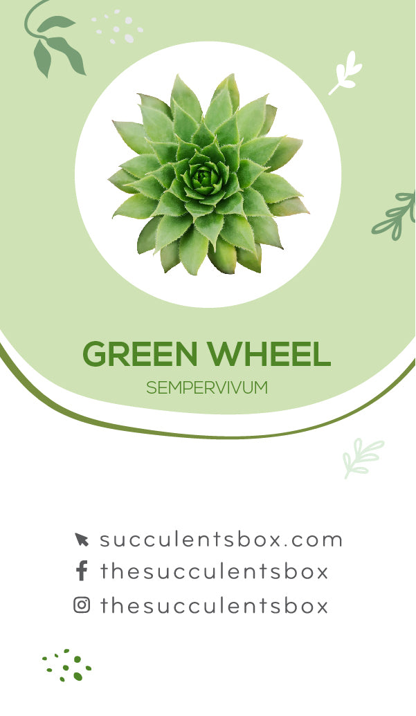 Sempervivum Succulent ID Cards