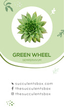 Sempervivum Succulent ID Cards