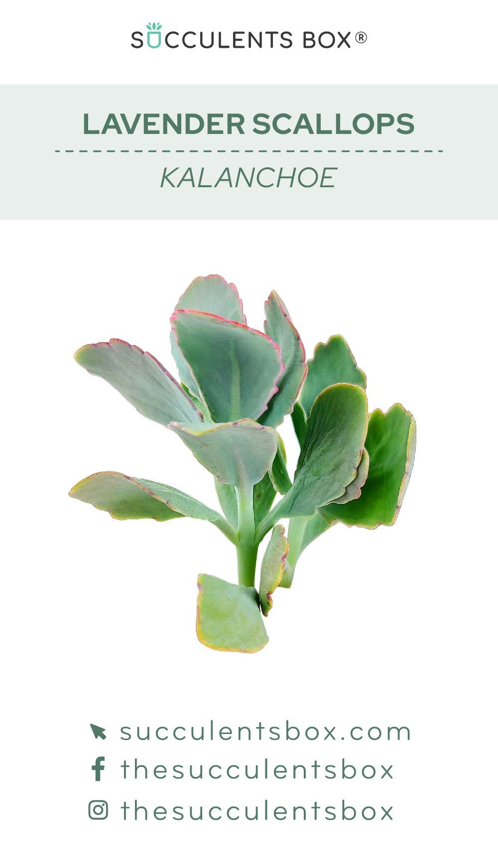 succulent identification and care Kalanchoe Succulent ID Cards: Succulent Care Cards