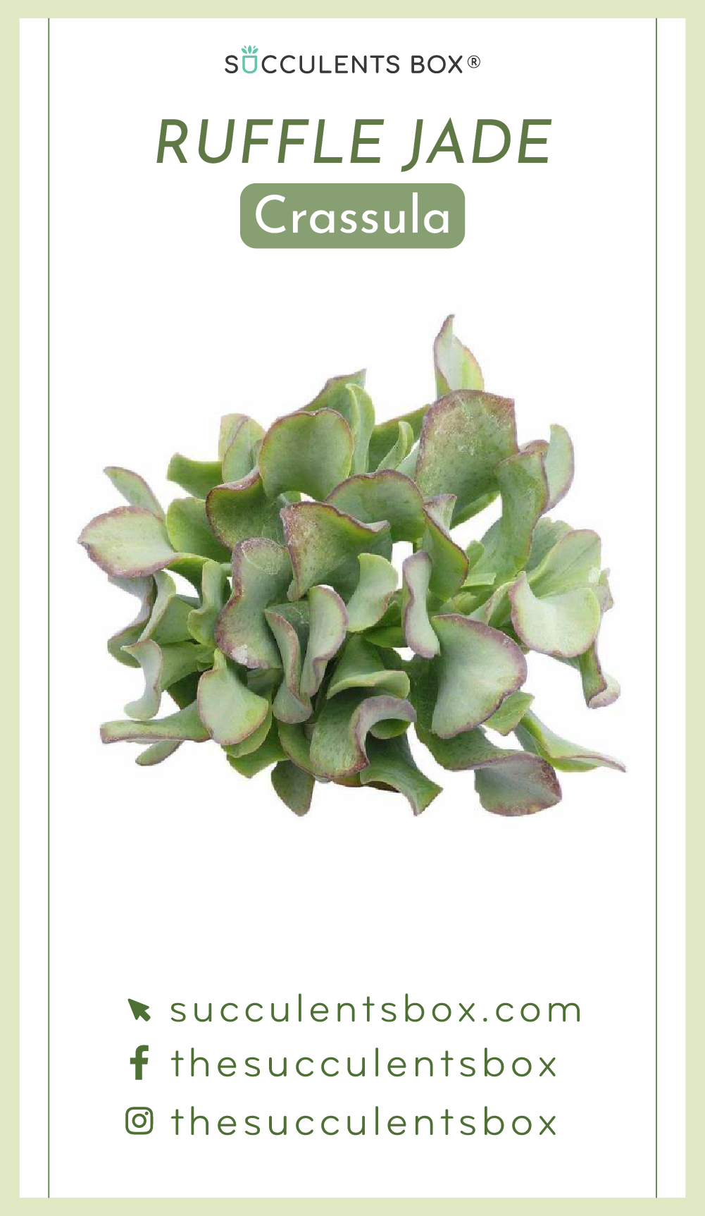 Crassula Succulent ID Cards