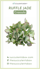 Crassula Succulent ID Cards