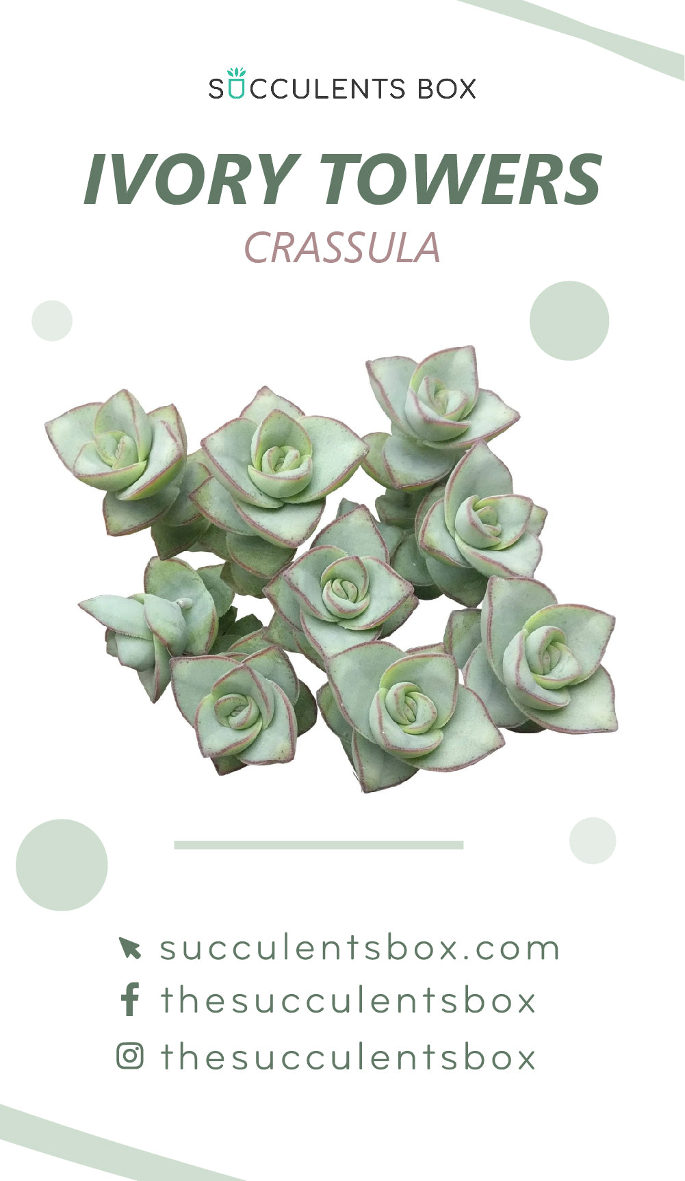 Crassula Succulent ID Cards