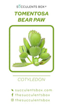 Succulent ID Cards for sale, Airplant ID Cards for sale, Succulent Care Cards, ID Cards for Specific Succulents, Identifying Types of Succulents, Types of Succulent Plants, How to identify Types of succulents, Succulents Gift Ideas, How to care for Types of Succulents, crassula, crassula plant, crassula succulent, crassula types, crassula varieties, types of crassula, crassula species, crassulas, succulent crassula