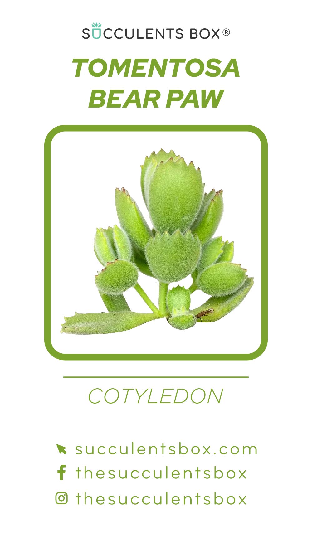 Cotyledon Succulent ID Cards