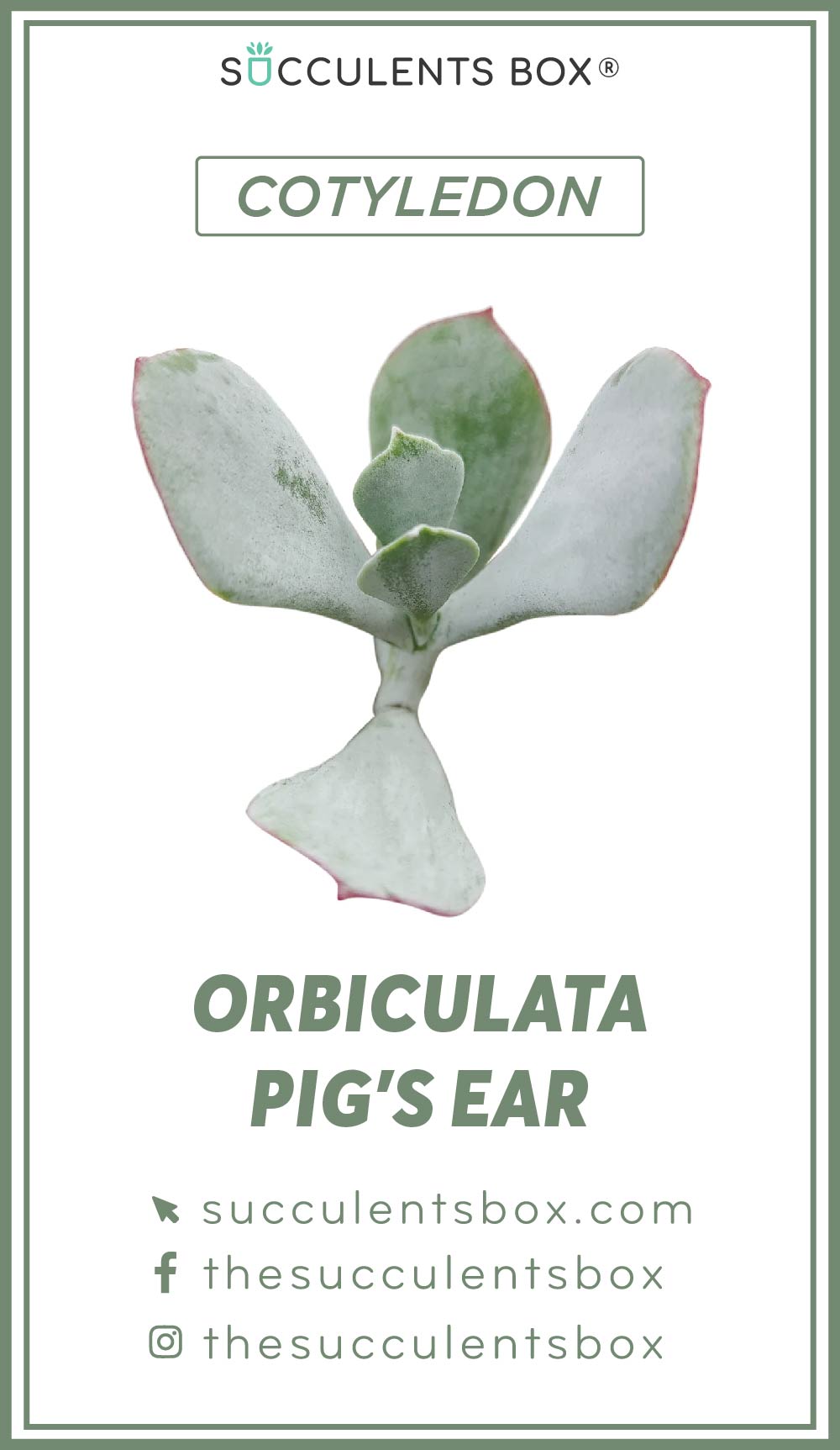 Cotyledon Succulent ID Cards