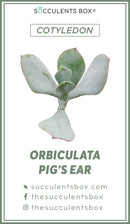 Succulent ID Cards for sale, Airplant ID Cards for sale, Succulent Care Cards, ID Cards for Specific Succulents, Identifying Types of Succulents, Types of Succulent Plants, How to identify Types of succulents, Succulents Gift Ideas, How to care for Types of Succulents, crassula, crassula plant, crassula succulent, crassula types, crassula varieties, types of crassula, crassula species, crassulas, succulent crassula