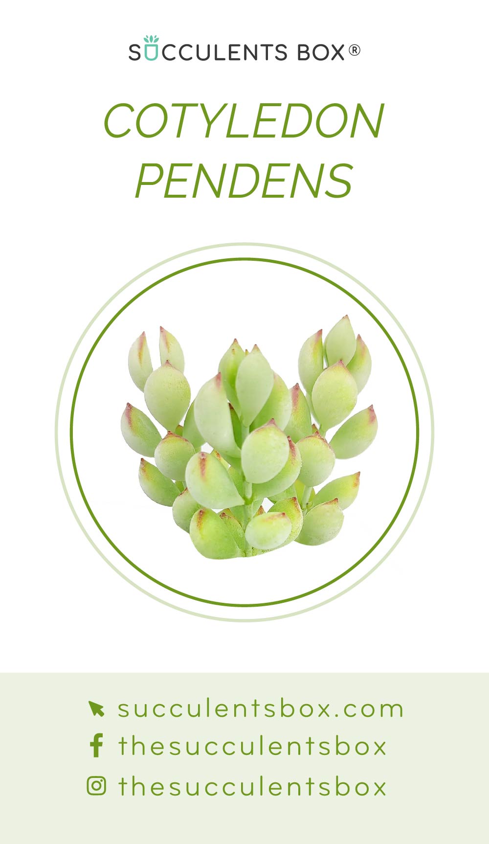 Cotyledon Succulent ID Cards
