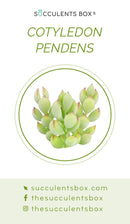 Succulent ID Cards for sale, Airplant ID Cards for sale, Succulent Care Cards, ID Cards for Specific Succulents, Identifying Types of Succulents, Types of Succulent Plants, How to identify Types of succulents, Succulents Gift Ideas, How to care for Types of Succulents, crassula, crassula plant, crassula succulent, crassula types, crassula varieties, types of crassula, crassula species, crassulas, succulent crassula