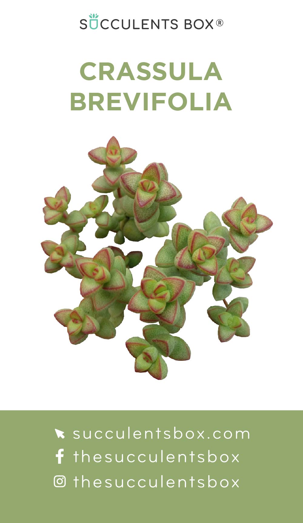 Crassula Succulent ID Cards
