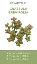 Crassula Succulent ID Cards
