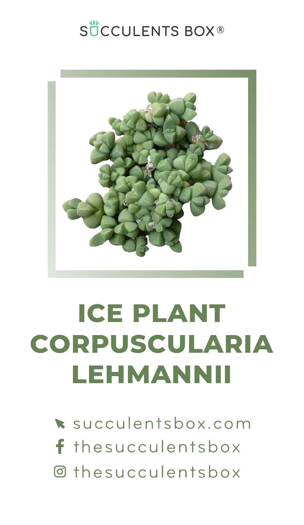 Others / Unusual Succulent ID Cards