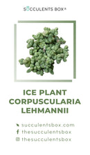 Others / Unusual Succulent ID Cards