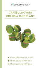 Crassula Succulent ID Cards