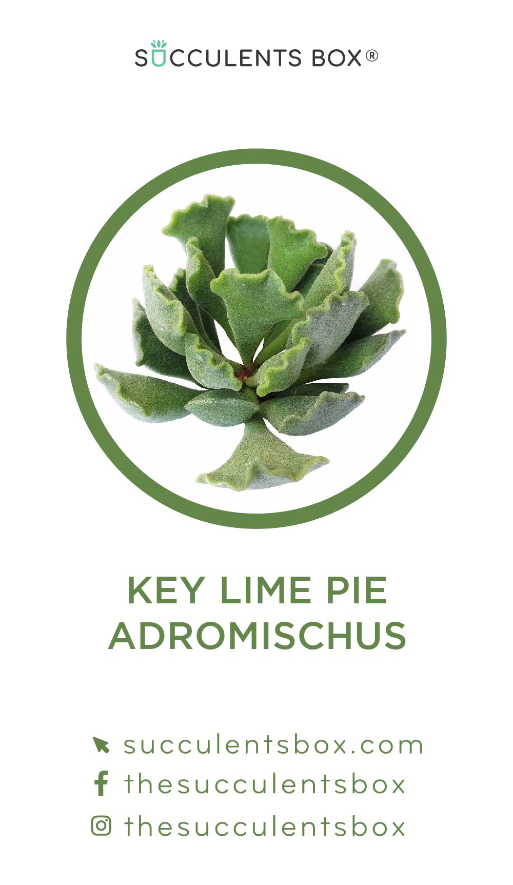 Cotyledon Succulent ID Cards