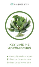 Succulent ID Cards for sale, Airplant ID Cards for sale, Succulent Care Cards, ID Cards for Specific Succulents, Identifying Types of Succulents, Types of Succulent Plants, How to identify Types of succulents, Succulents Gift Ideas, How to care for Types of Succulents, crassula, crassula plant, crassula succulent, crassula types, crassula varieties, types of crassula, crassula species, crassulas, succulent crassula