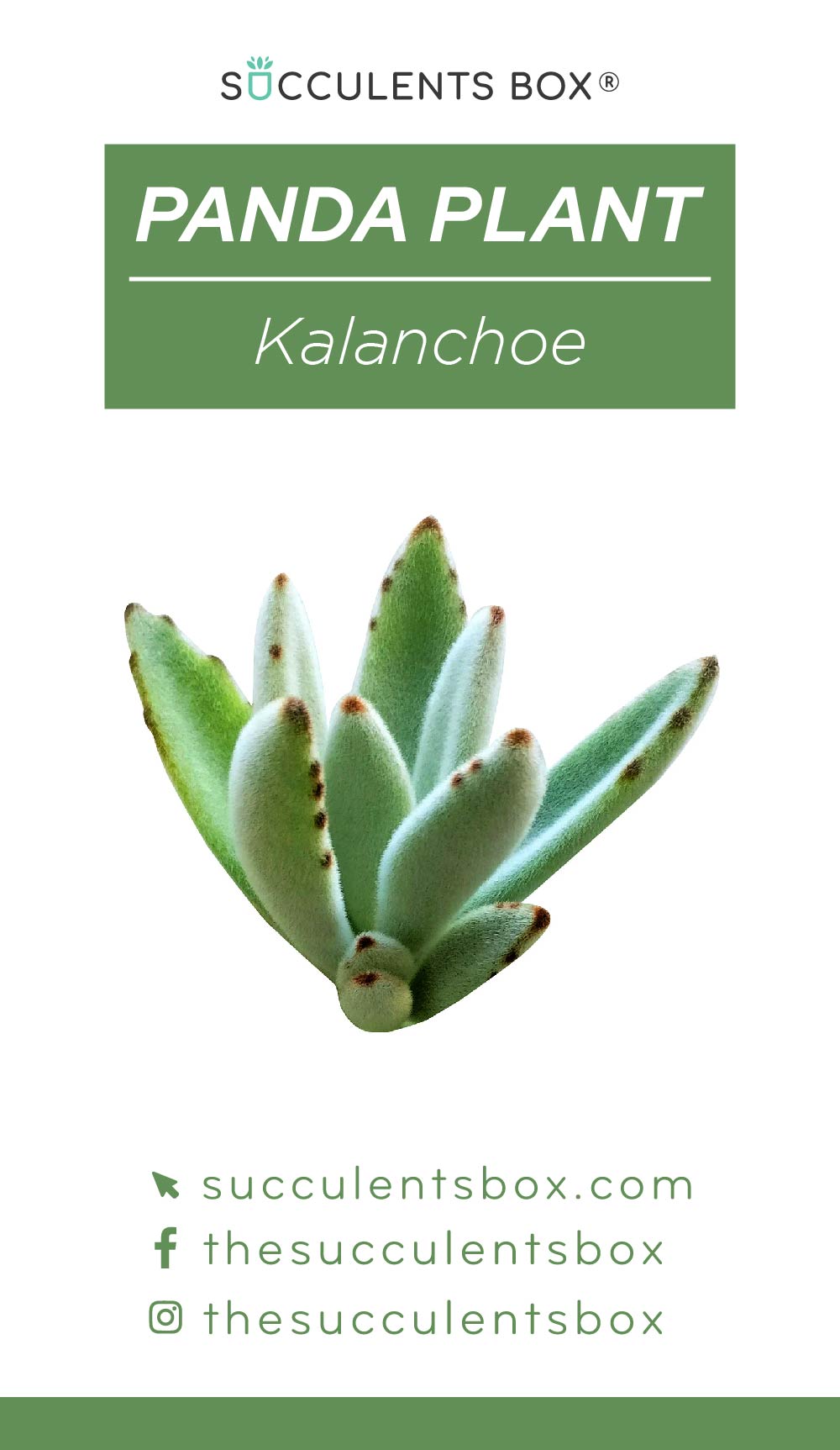 succulent care card Kalanchoe Succulent ID Cards: Succulent Care Cards