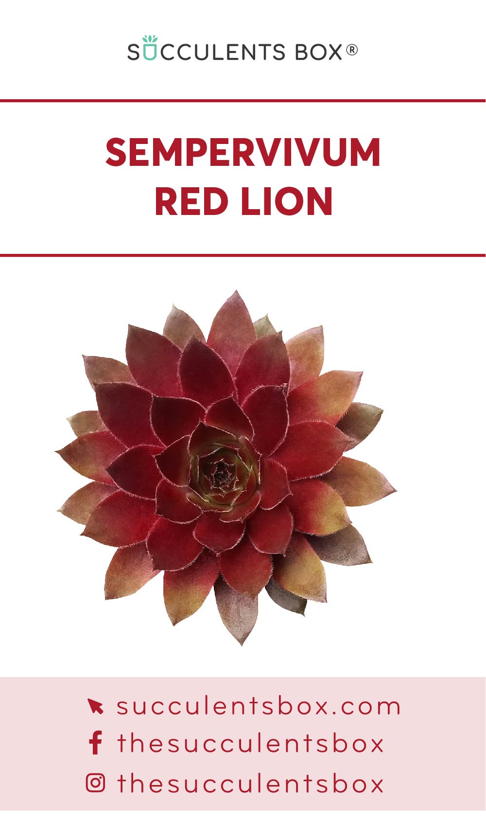 succulent id cards Sempervivum Succulent ID Cards: Buy Succulent Care Cards Online