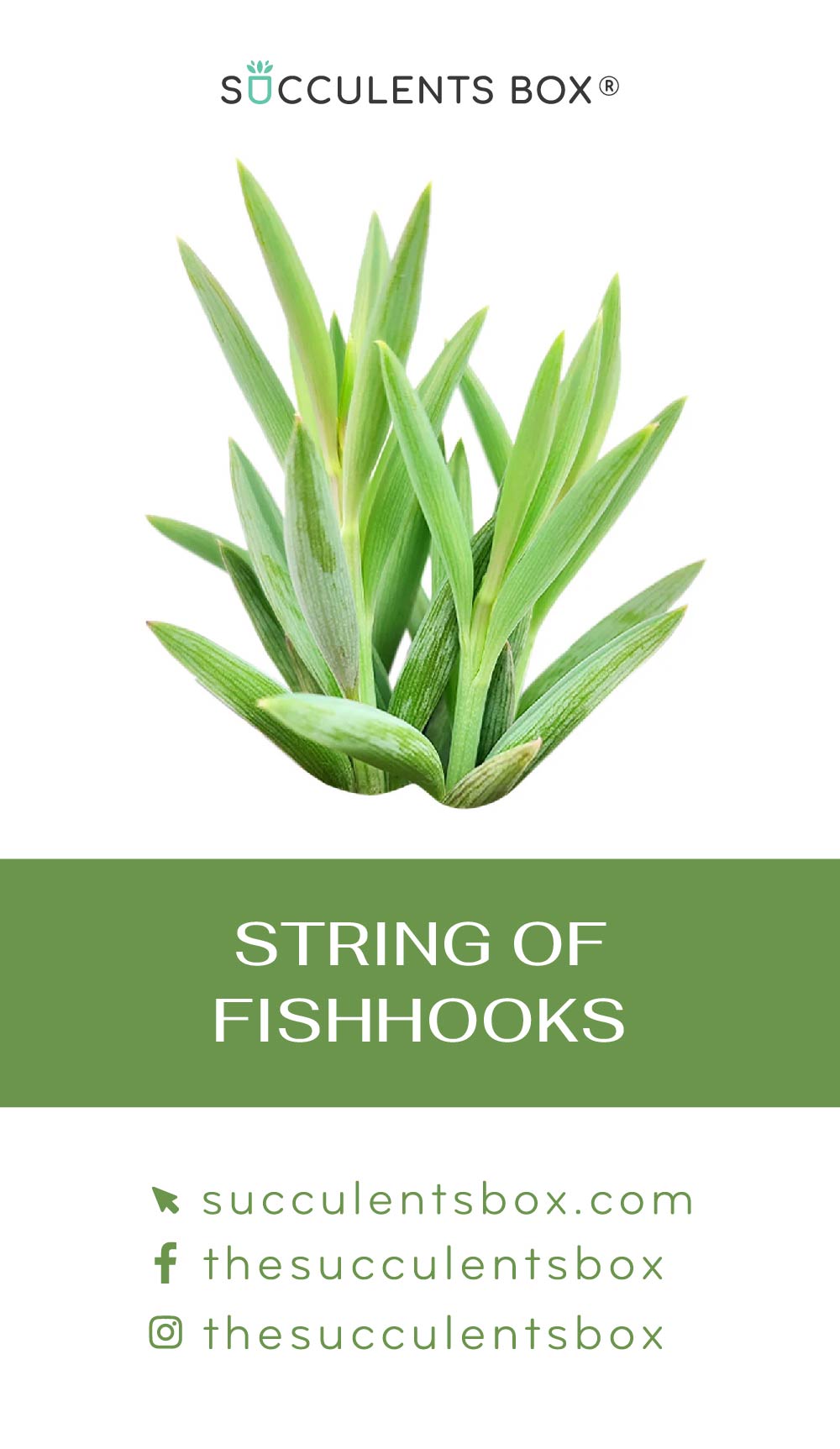 Senecio Succulent ID Cards