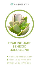 Senecio Succulent ID Cards