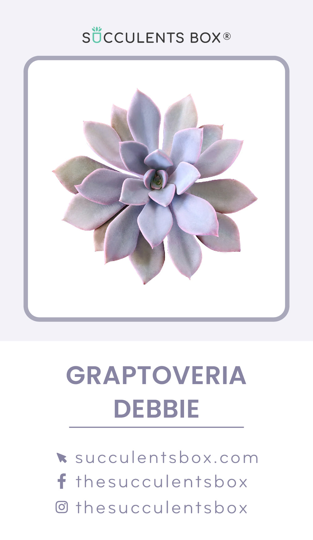 Others / Unusual Succulent ID Cards