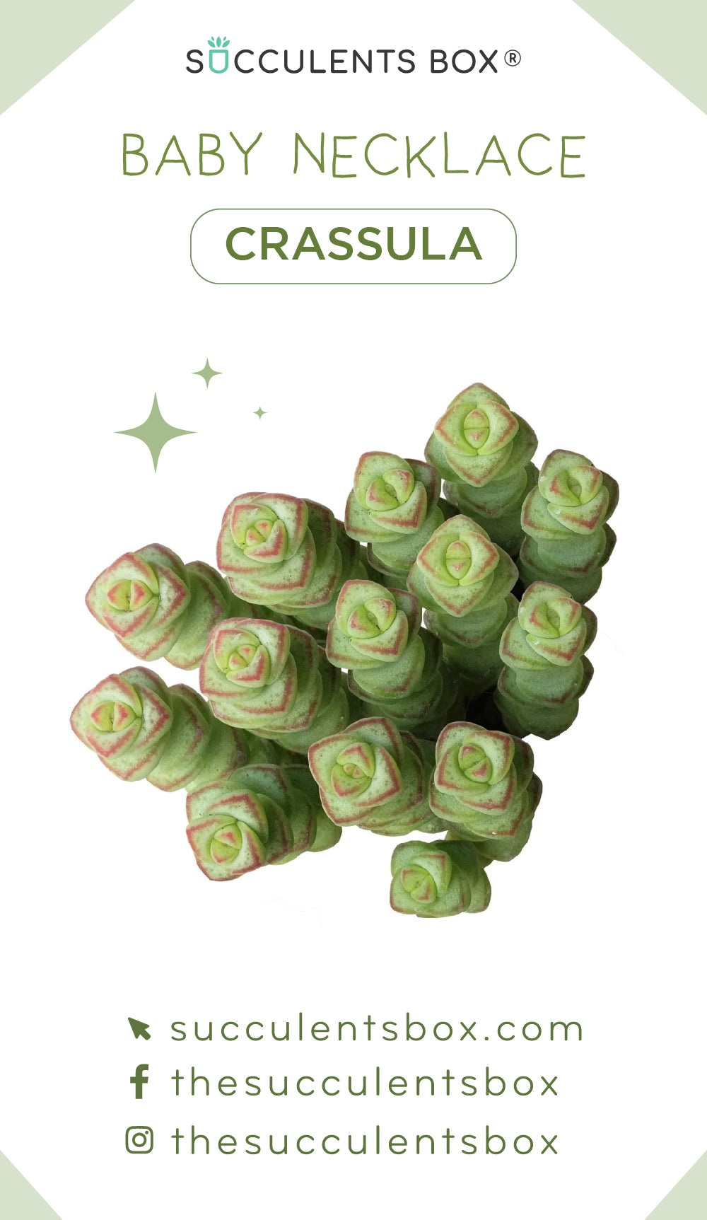 Crassula Succulent ID Cards