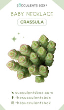 Crassula Succulent ID Cards