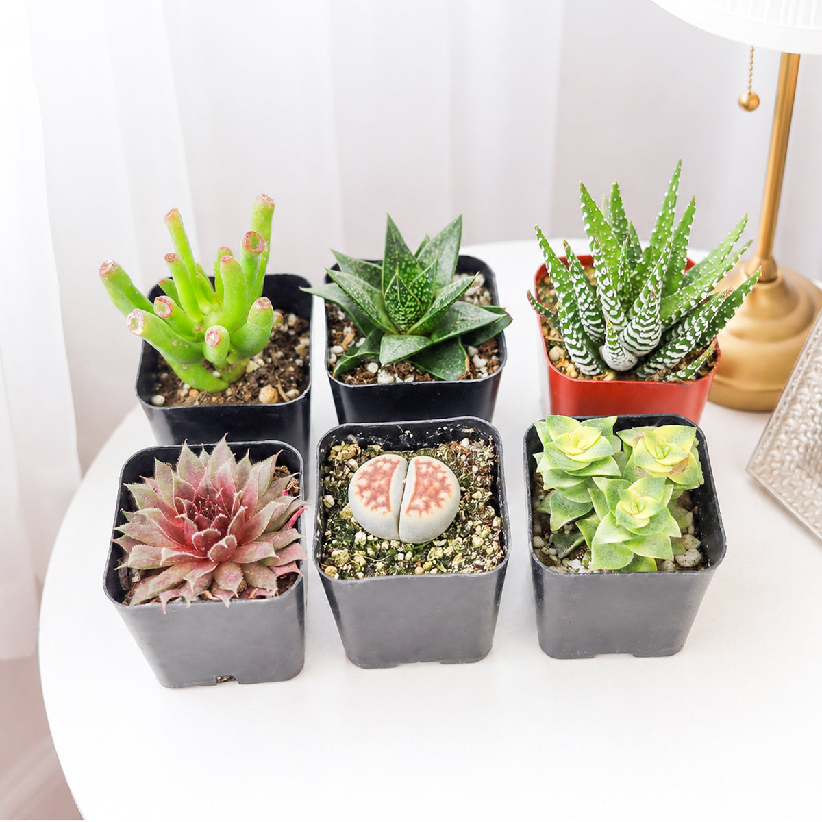 Indoor Succulent Pack for sale. A versatile mix of live succulents that thrive indoors with bright light, perfect for windowsills, desks, gifts, and plant collections.
