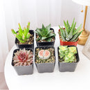 Pack of 6 Indoor Succulent Plants in individual plastic pots are arranged in two rows of three on a light-colored wooden table