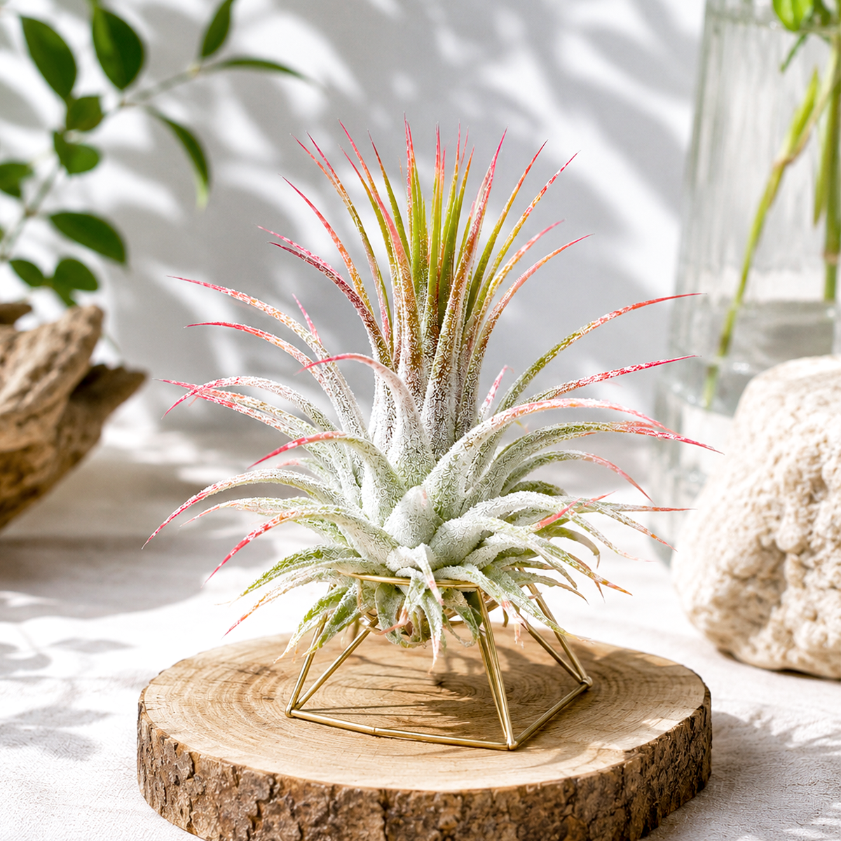 Tillandsia Ionantha Guatemala | Buy Live Air Plants Online Tillandsia Ionantha Guatemala | Buy Live Air Plants Online