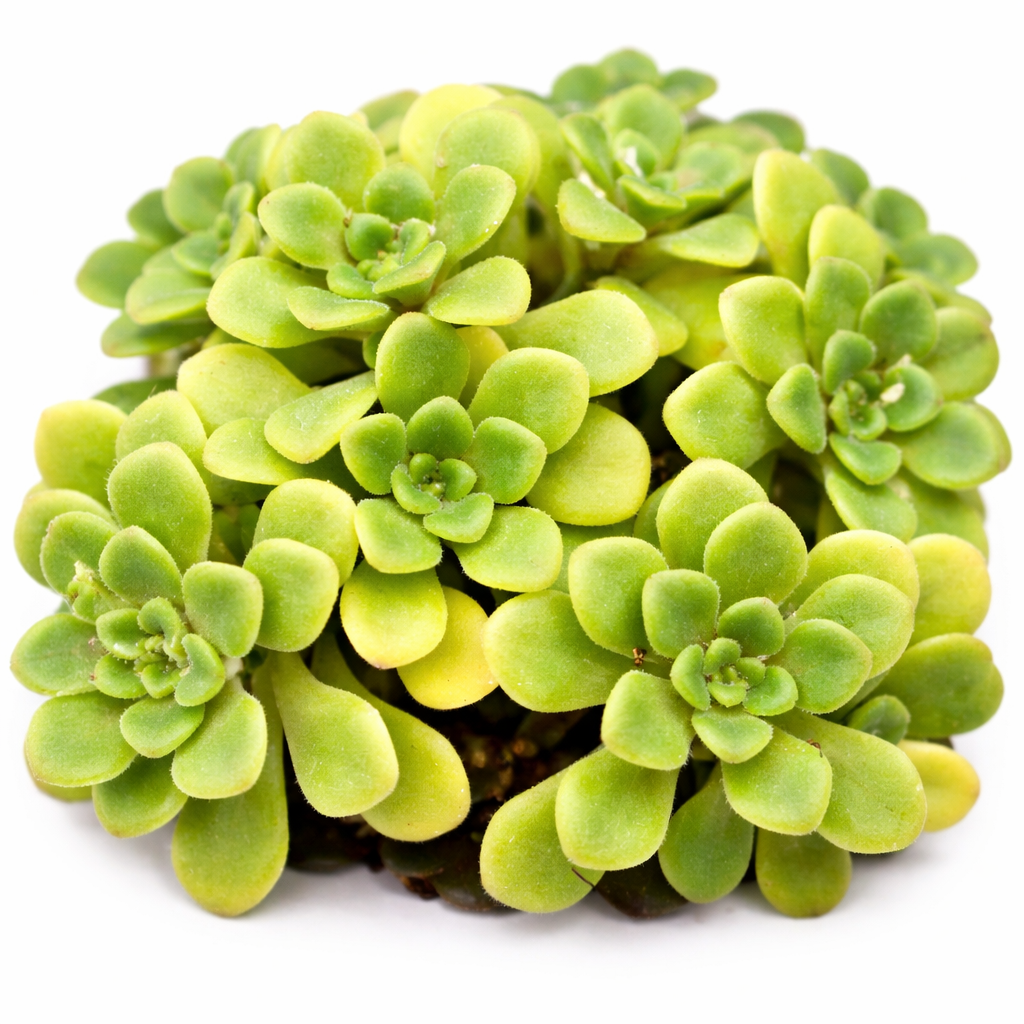 2 inch Aeonium lindleyi var. viscatum 'Irish Bouquet', green succulents, indoor succulents, succulent care guide, buy succulents online