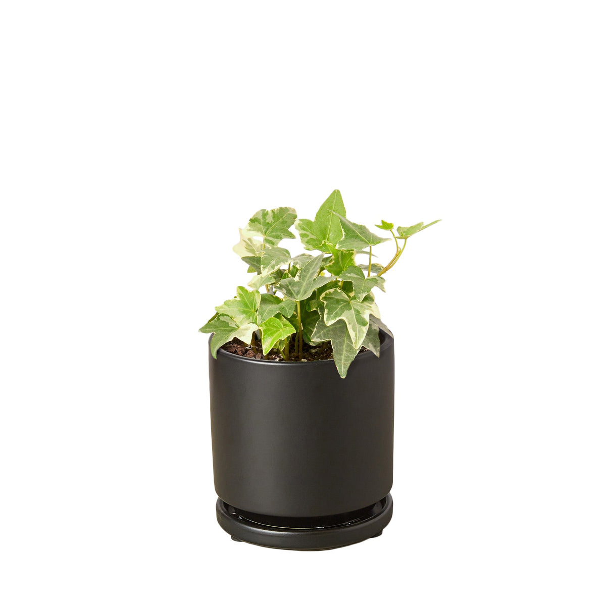 Glacier English Ivy in black decorative pot, easy to grow houseplants, live indoor plants for sale