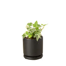 Glacier English Ivy in black decorative pot, easy to grow houseplants, live indoor plants for sale