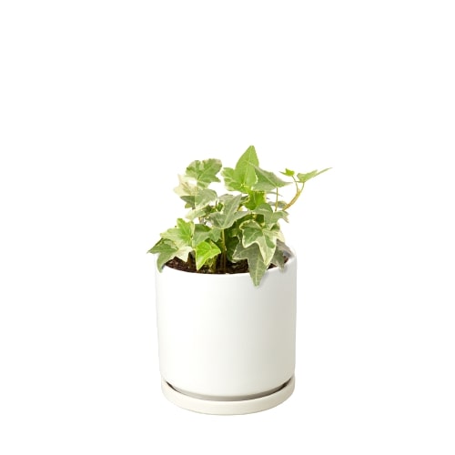 Glacier English Ivy in white decorative pot, trailing plants for decoration, trailing tropical houseplants
