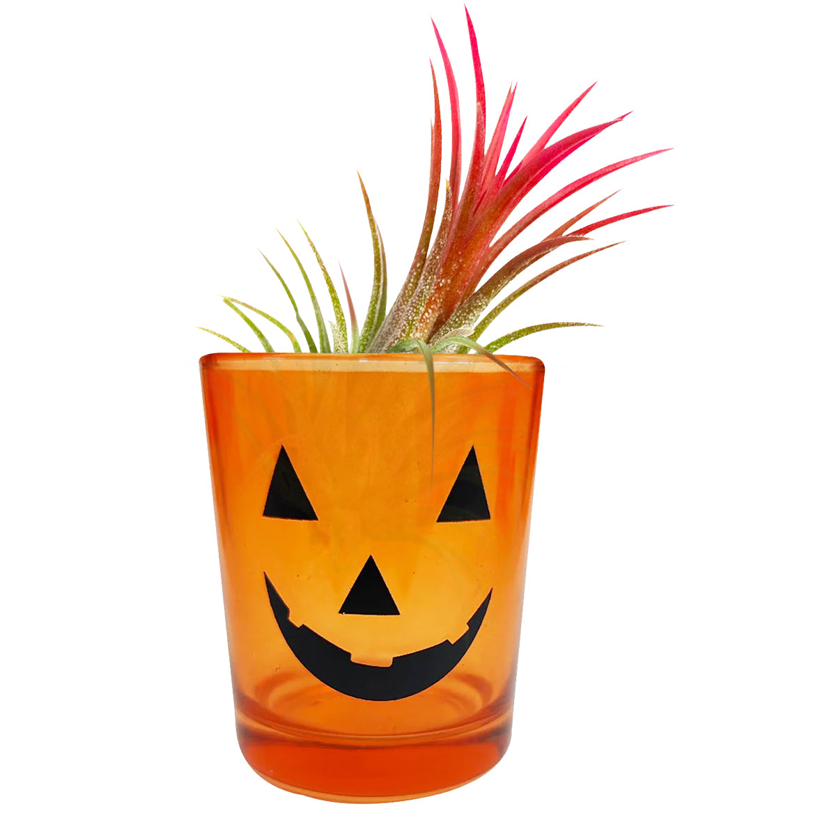 halloween succulent planters Jack-o'-lantern Halloween Pot
